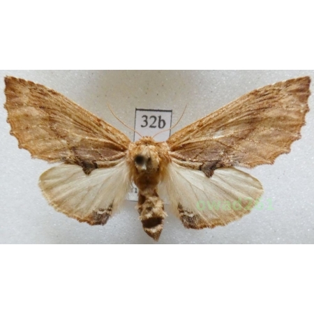 Ptilodon capucina (Linnaeus, 1758) female Czech32b